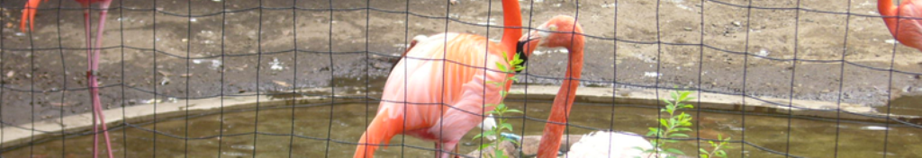 レディース福袋の関連情報！！